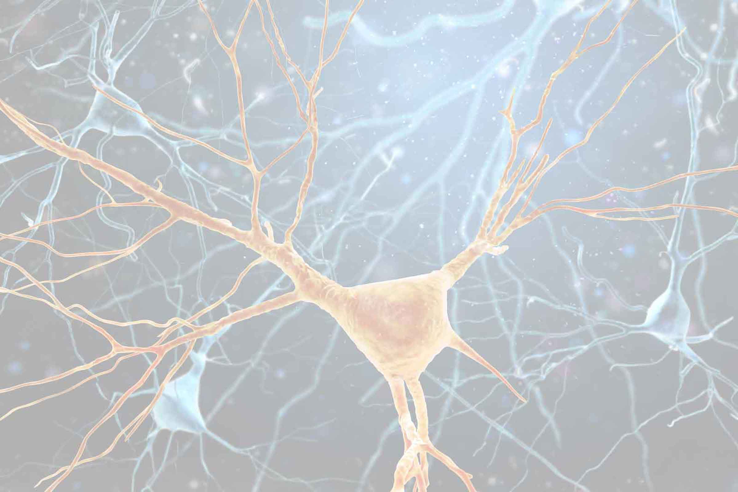 A neuron is shown in this picture.